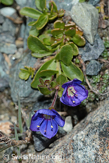 Foto: Felsen-Ehrenpreis (Veronica fruticans). Ganze Pflanze (Habitus). Ansicht von oben.