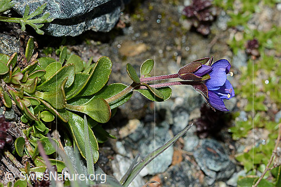 Foto: Felsen-Ehrenpreis (Veronica fruticans). Ganze Pflanze (Habitus). Ansicht von der Seite.