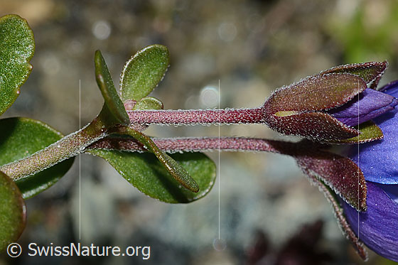 Foto: Felsen-Ehrenpreis (Veronica fruticans). Stängelblätter, Stängel und Kelch.
