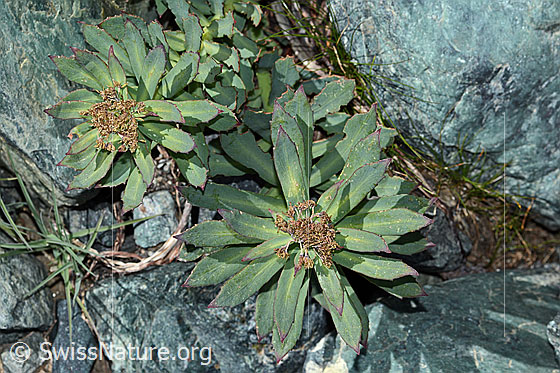 Foto: Rosenwurz (Rhodiola rosea). Ganze Pflanze (Habitus). Verblüht. Ansicht von oben.