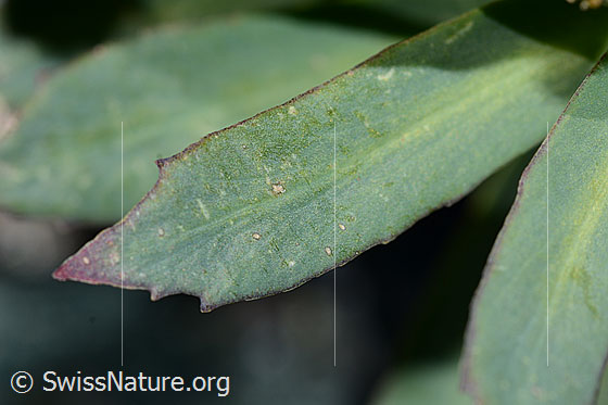 Foto: Rosenwurz (Rhodiola rosea). Blatt.