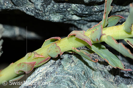 Foto: Rosenwurz (Rhodiola rosea). Stängel und Blätter.