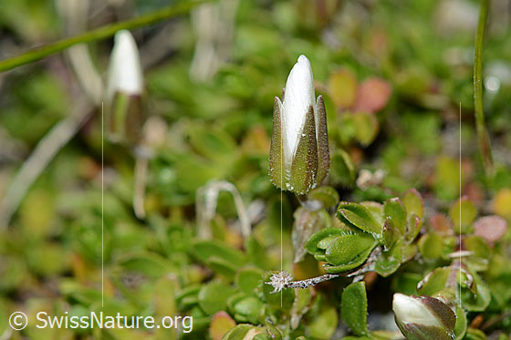 Foto: Bewimpertes Sandkraut (Arenaria ciliata). Geschlossene Blüte. Ansicht von der Seite.