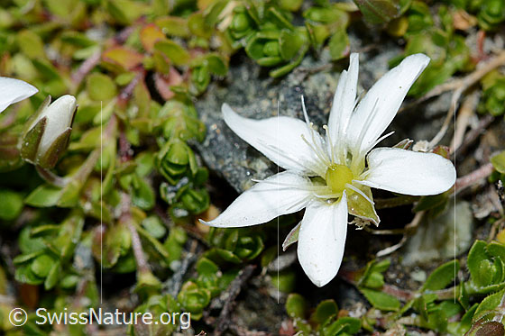 Photo: Arenaria ciliata. Open blossom. View from the side above.
