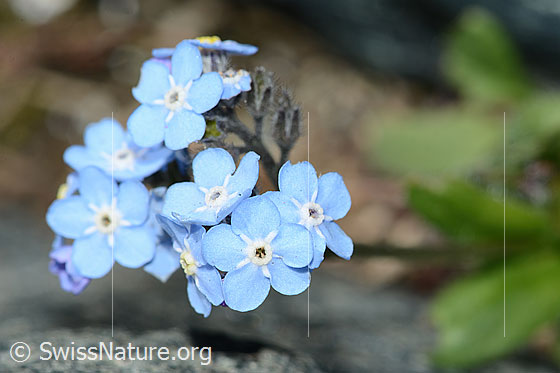 Photo: Myosotis alpestris. Blossoms. View from above.