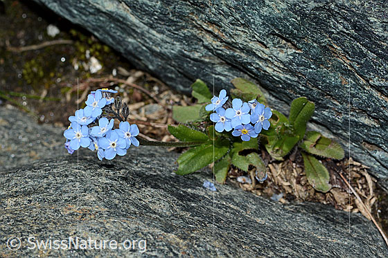 Photo: Myosotis alpestris. Whole plant (habiti).