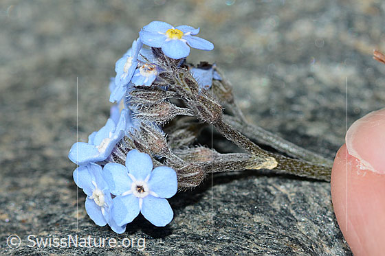 Foto: Alpen-Vergissmeinnicht (Myosotis alpestris). Blüten, Kelche nd Stängel. Ansicht von der Seite.