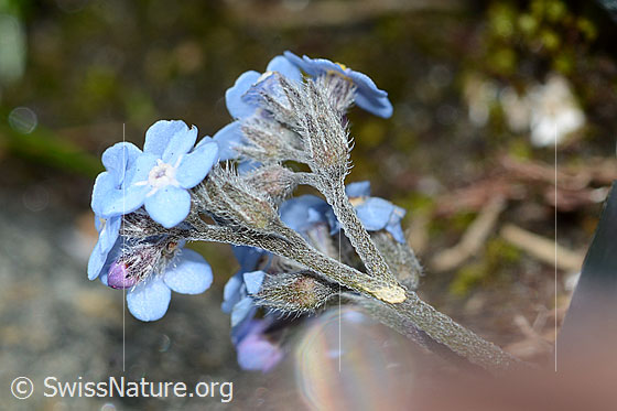 Photo: Myosotis alpestris. Blossoms, calyxes and stem. View from the side below.