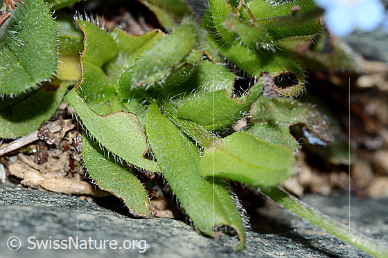 Photo: Myosotis alpestris. Leaves (leaf top and leaf underside).
