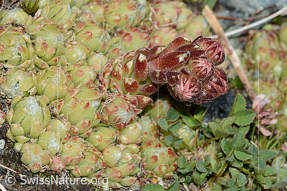 Foto: Spinnweb-Hauswurz (Sempervivum arachnoideum). Ganze Pflanze (Habitus).