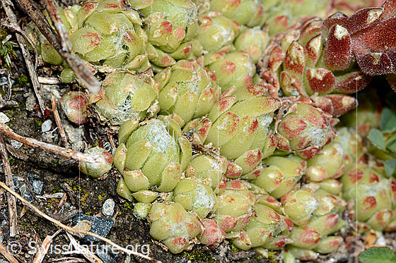 Foto: Spinnweb-Hauswurz (Sempervivum arachnoideum). Blattrosetten.