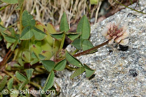 Photo: Trifolium pallescens. Whole plant (habiti).