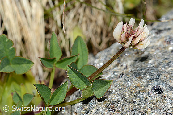 Photo: Trifolium pallescens. Leaves, stem and blossom. View from the side.
