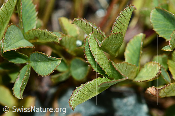 Photo: Trifolium pallescens. Leaves. Leaf underside.