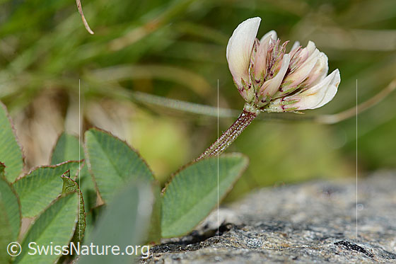 Foto: Bleicher Klee (Trifolium pallescens). Blätter, Stängel und Blüte. Ansicht von der Seite.