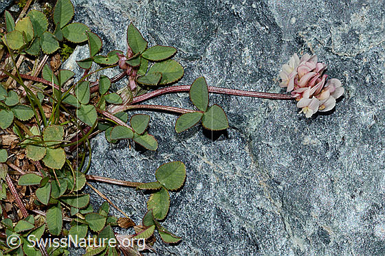 Foto: Bleicher Klee (Trifolium pallescens). Ganze Pflanze (Habitus).