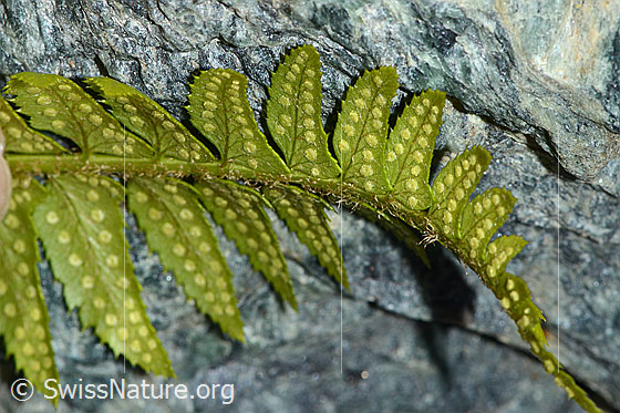 Foto: Lanzenfarn (Polystichum lonchitis). Blätter und Sori. Ansicht von unten.