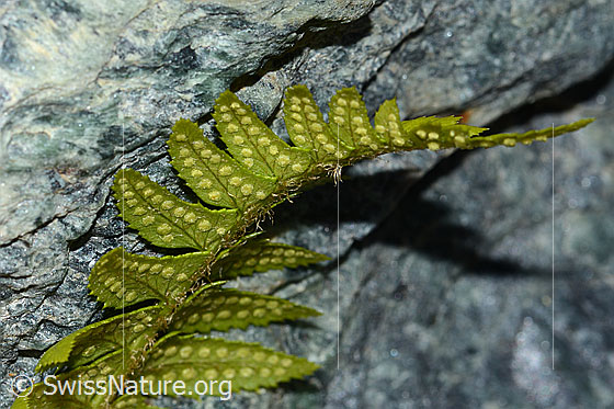 Photo: Polystichum lonchitis. Leaves and sori. View from the side below.