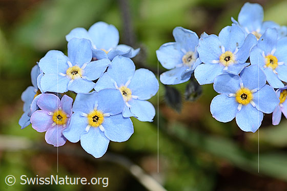 Photo: Myosotis alpestris. Blossoms. View from above.