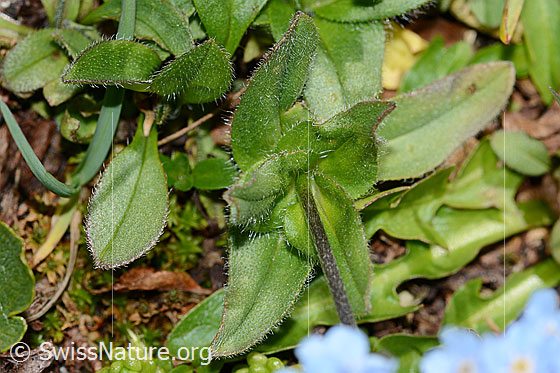 Photo: Myosotis alpestris. Leaves.