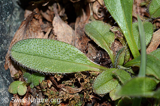 Photo: Myosotis alpestris. Leaf. Leaf top.