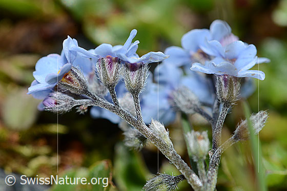 Photo: Myosotis alpestris. Blossoms, calyxes and stem. View from the side.
