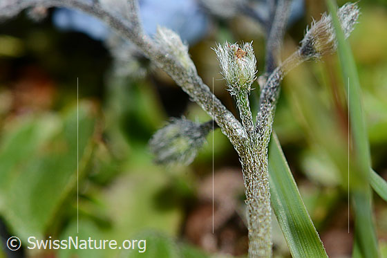 Photo: Myosotis alpestris. Stem and buds.