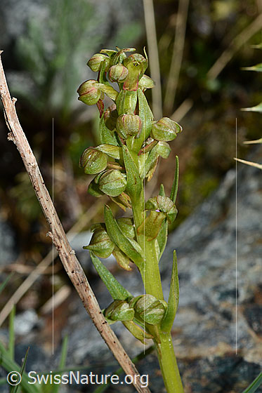 Photo: Coeloglossum viride. Inflorescence and stem.