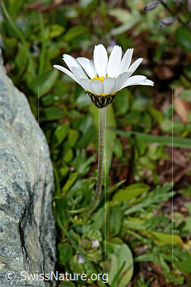 Foto: Gewöhnliche Alpenmargerite (Leucanthemopsis alpina). Blüte und Stängel. Ansicht von der Seite.