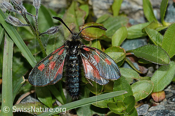 Foto: Alpen-Widderchen (Zygaena exulans). Flügel geöffnet. Ansicht von oben.