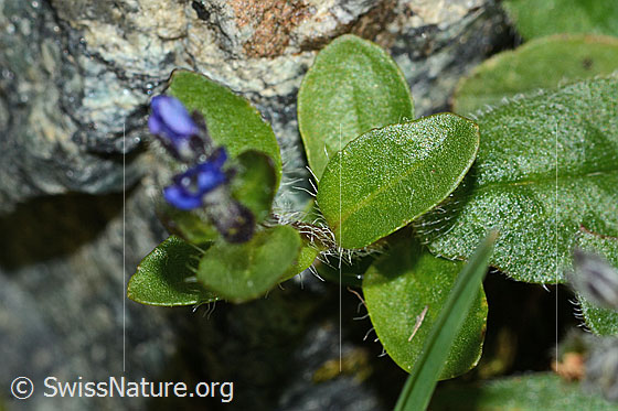 Foto: Alpen-Ehrenpreis (Veronica alpina). Blätter.