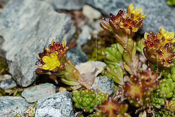 Foto: Alpen-Mauerpfeffer (Sedum alpestre). Ganze Pflanze (Habitus).