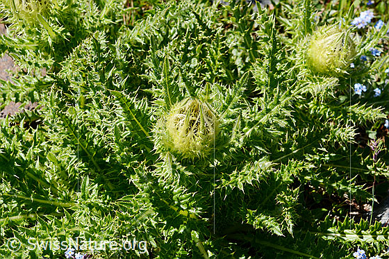 Foto: Alpen-Kratzdistel (Cirsium spinosissimum). Ganze Pflanze (Habitus).