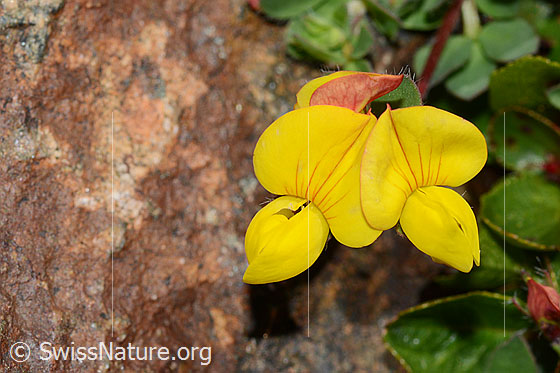 Foto: Alpen-Hornklee (Lotus alpinus). Blüten.