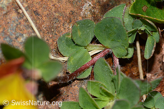 Photo: Lotus alpinus. Stem and leaves.