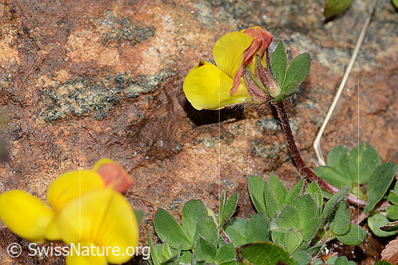 Foto: Alpen-Hornklee (Lotus alpinus). Blüte und Stängel. Ansicht von der Seite.