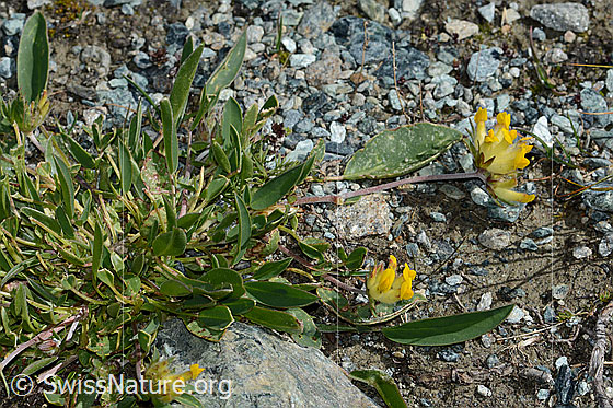 Foto: Alpen-Wundklee (Anthyllis vulneraria ssp. alpestris). Ganze Pflanze (Habitus).