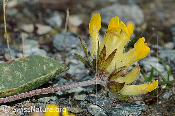 Foto: Alpen-Wundklee (Anthyllis vulneraria ssp. alpestris). Blüte.