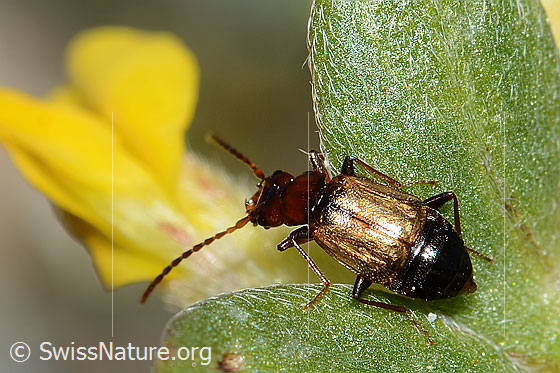 Foto: Laufkäferartiger Kurzflügler (Anthophagus caraboides) auf Alpen-Wundklee (Anthyllis vulneraria ssp. alpestris). Länge 5mm. Wird auch Laufkäferartiger Blütenräuber genannt. Ansicht von oben.