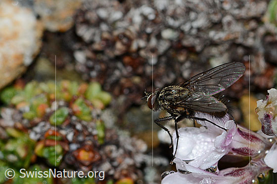 Photo: Helina reversio on Gypsophila repens. Length 7mm. Male. View from diagonally behind.