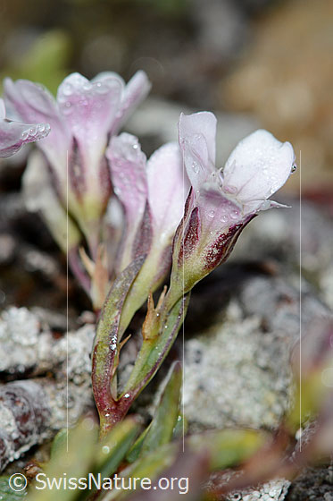 Foto: Kriechendes Gipskraut (Gypsophila repens). Blüten und Stängel. Ansicht von der Seite.