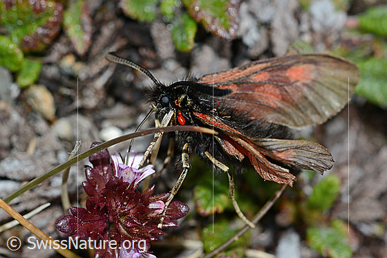 Foto: Alpen-Widderchen (Zygaena exulans) an Zwerg-Augentrost (Euphrasia minima). Das Widderchen wurde von einer roten Milbe befallen. Ansicht von der Seite.