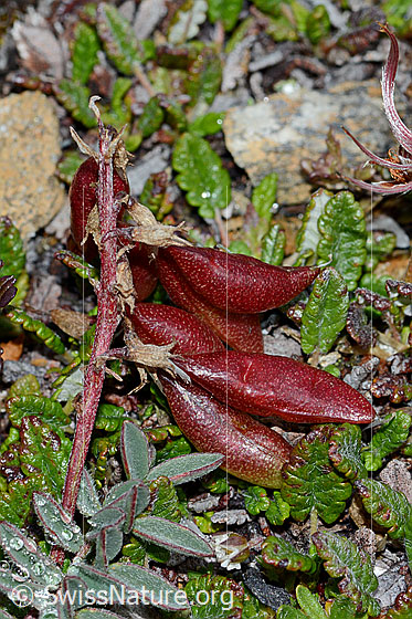 Foto: Alpen-Spitzkiel (Oxytropis campestris). Früchte und Stängel.