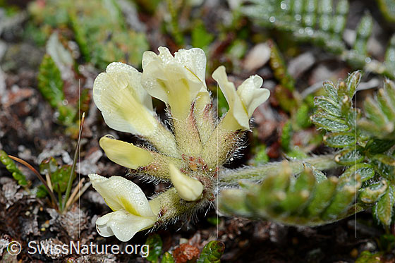Foto: Alpen-Spitzkiel (Oxytropis campestris). Blüten und Kelche.