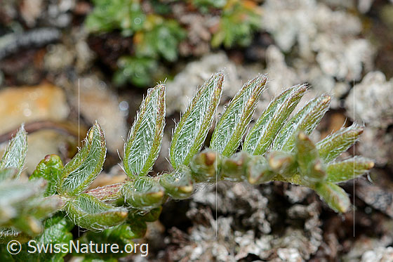 Foto: Alpen-Spitzkiel (Oxytropis campestris). Oberseite der Blätter.