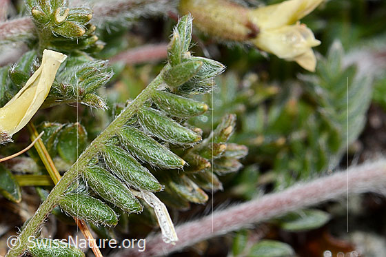 Foto: Alpen-Spitzkiel (Oxytropis campestris). Unterseite der Blätter.