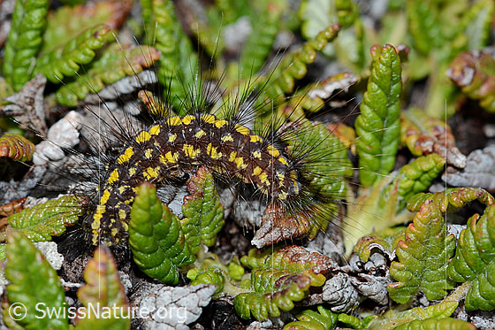 Foto: Wahrschenlich Raupe des Gelben Alpen-Flechtenbärs (Setina aurita). Die Raupe ist schwarz mit gelben Punkten und langen schwarzen Haaren.