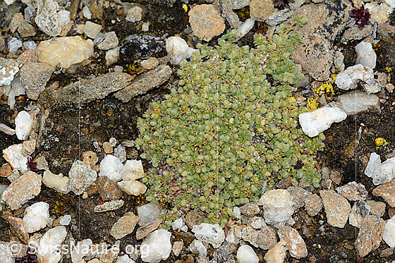 Photo: Herniaria alpina. Cushion. Flowers still closed.