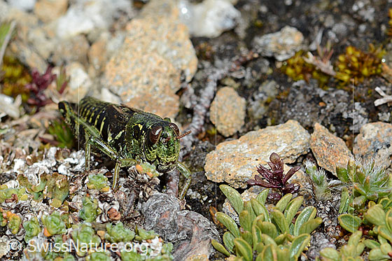 Foto: Nordische Gebirgsschrecke (Bohemanella frigida). Länge 20mm. Ansicht von vorne.