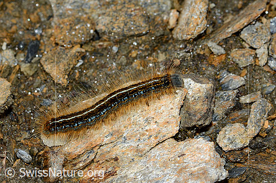 Photo: Malacosoma alpicola. Raupe. Length 26mm. On the way on stony ground. View from diagonally above.